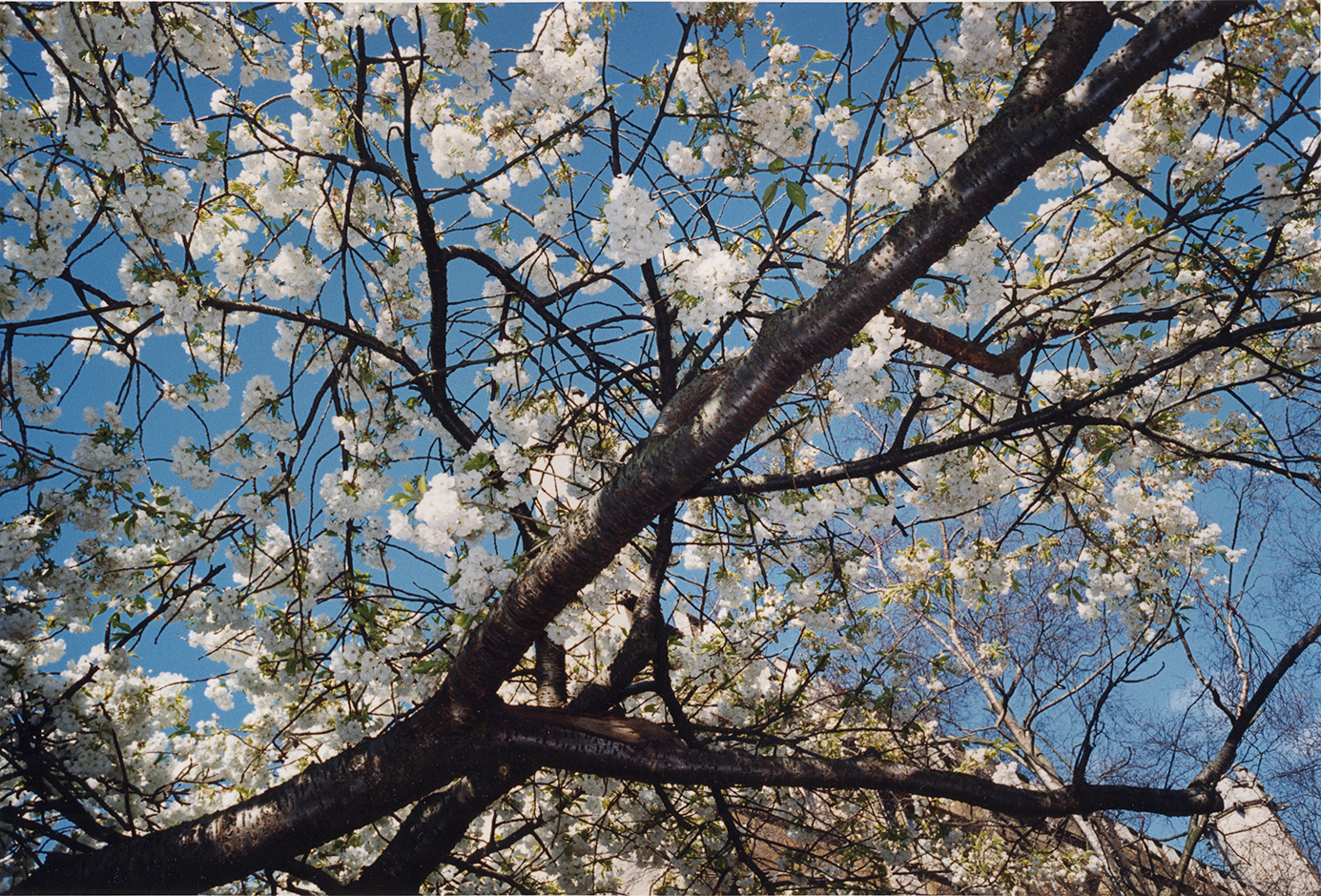 Cherry blossoms, C-print